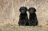 LABRADOR 1126